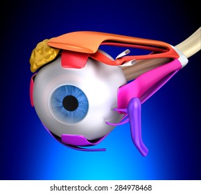 Eye Muscles Human Anatomy Cross Section Stock Illustration 284978468 ...