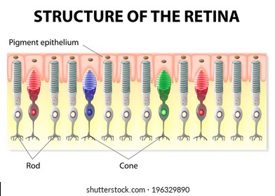 Eye And Vision. Structure Of The Retina. Rods And Cones. Diagram