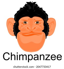 Face Of Chimpanzee And Letters