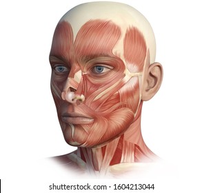 Face Head Anatomy Digital Illustration Stock Illustration 1604213044 ...