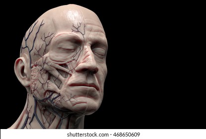 Anatomy of the Head and Neck Images, Stock Photos & Vectors | Shutterstock