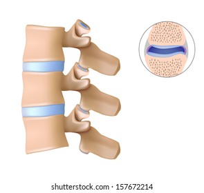 Facet Joints