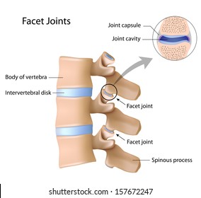 Facet joints labeled