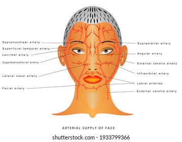 Facial arteries. Arteries of head Facial artery Branch of external carotid artery. The arterial supply of the face. Arterial supply to the forehead, nose and lips.