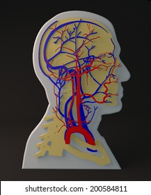 Facial artery and veins, circulatory system, section head 