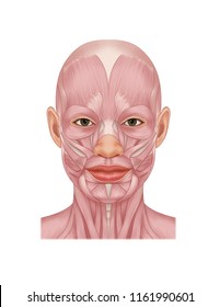 facial muscle anatomy