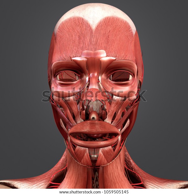 Facial Muscles Arteries Anterior View 3d Stock Illustration 1059505145 5933