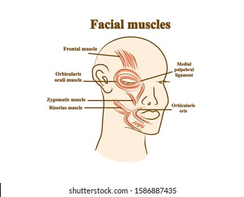 Facial muscles. Graphic illustration. Hand drawing, contour of symbol. Medicine and science, human anatomy