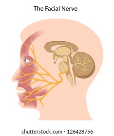 The Facial Nerve