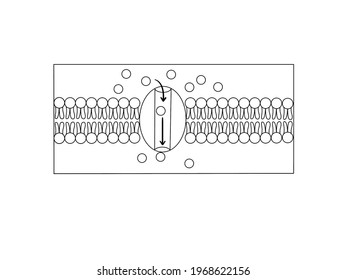 Facilitated Diffusion On The White Background.