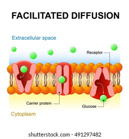 Facilitated Diffusion Or Facilitated Transport Or Passive-mediated Transport. Carrier Protein