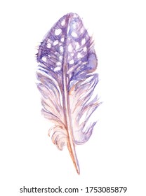 Fairy Quail Feather Isolated On The White Background. Handdrawn Watercolor Work