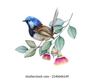 Fairy Wren Bird On Eucalyptus Branch. Watercolor Hand Drawn Illustration. Realistic Australian Native Bird Perched On Eucalyptus Branch With Flowers. Watercolor Fairy Wren. White Background.