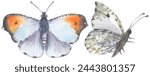 Falcate Orangetip Butterfly. Watercolor hand drawing painted illustration.
