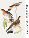 Falco sparverius, Nixus xanthothorax and Polyborus chimango from History of the birds of Brazil (1854-1856) by Jean-Theodore Descourtilz.