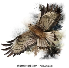 Falcon in flight watercolor painting