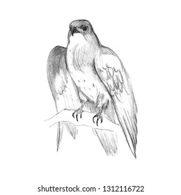 Falcon Sketch Images Stock Photos Vectors Shutterstock