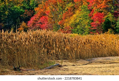 Fall Foliage And Beach Grass, Chesapeake Bay Shoreline, Illustration 