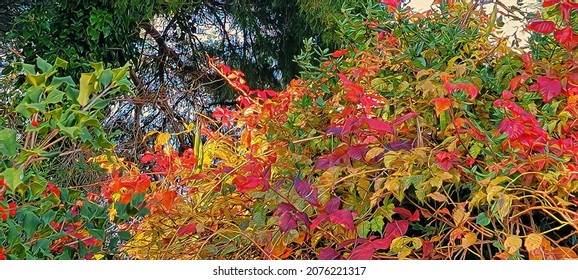 Fall Foliage In Southern Maryland, Illustration 