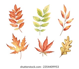 Fall leaves isolated on white background. Watercolor illustration.
 - Powered by Shutterstock