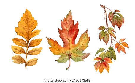 Fall leaves watercolor isolated floral illustration set. Vibrant detailed hand drawn botanical art. Gold autumn clip art for package design, collage, greeting card and seasonal invitation.  - Powered by Shutterstock