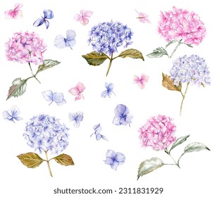 Fall set with blue and pink hydrangea flowers. For cards, backgrounds. Watercolor illustration for scrapbooking. Perfect for wedding invitation.