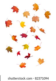 Falling Maple Leaves On Isolated White Background