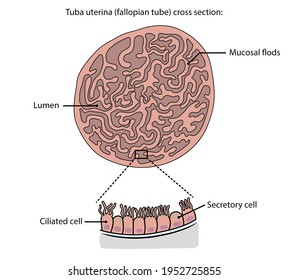 Fallopian Tube Tuba Uterina Cross Section Stock Illustration 1952725855 ...