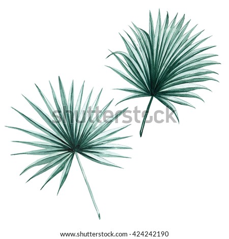 Fan palm green leaves tropical exotic watercolor  botany spring summer Hawaii beach , design object print textile backdrop,wallpaper isolated on white background