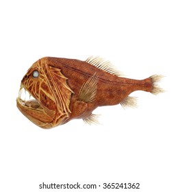 Fang Tooth Fish Isolated On White Stock Illustration 365241362 ...