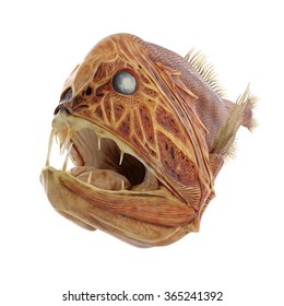 Fang Tooth Fish Isolated On White Stock Illustration 365241392 ...