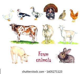 Farm animals collection, white domestic and south american muscovy duck, goose, turkey, quail and chicken, red cow, white sheep, goat, pig and rabbit, hand painted watercolor illustration 