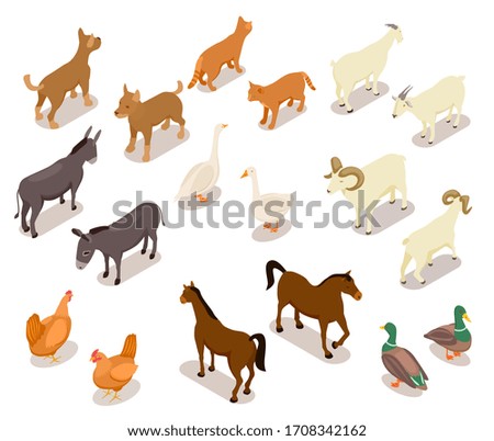 Similar – Image, Stock Photo chicken Animal Pet