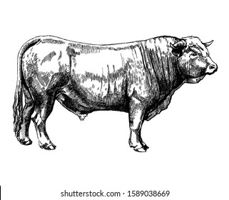 farm animals Obrak bull maker graphics illustration
