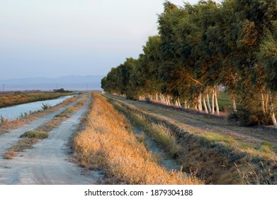 Farm, Irrigation, Road, And Eucalyptus Tree Windbreak In California.