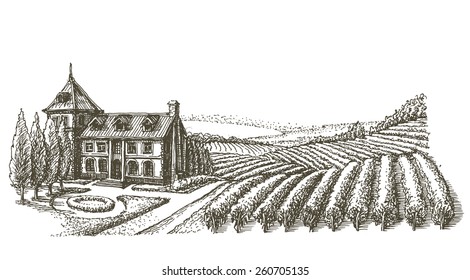 Farm, A Vineyard, On A White Background. Sketch