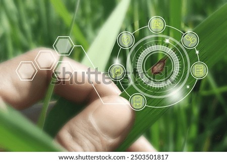 A farmer monitors rice leaves using smart farming technology, with a holographic layer highlighting fungal and bacterial infections, set against the background of the plants being inspected