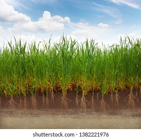 Farming Corn  Field Roots Illustration