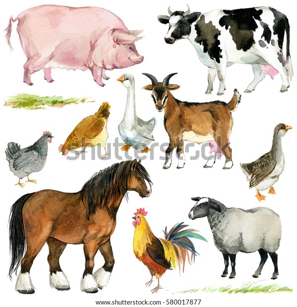 農場の動物セット かわいい家庭用ペットは水彩イラスト 馬 鵞鳥 豚 ヤギ 雄鶏 鶏 羊 牛 のイラスト素材