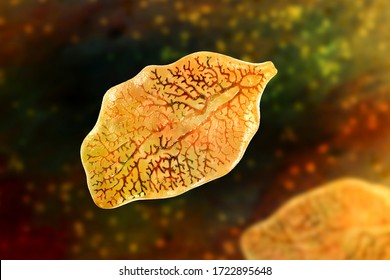 Fasciola Hepatica, Or Liver Fluke, 3D Illustration. A Parasitic Trematode Worm That Causes Fasciolosis, An Infection Of Liver