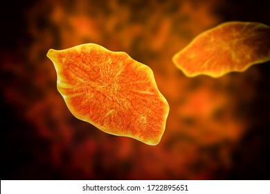 Fasciola Hepatica, Or Liver Fluke, 3D Illustration. A Parasitic Trematode Worm That Causes Fasciolosis, An Infection Of Liver