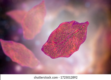 Fasciola Hepatica, Or Liver Fluke, 3D Illustration. A Parasitic Trematode Worm That Causes Fasciolosis, An Infection Of Liver