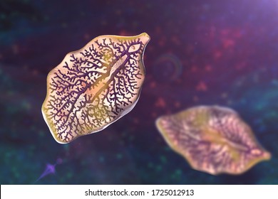 Fasciola Hepatica, Or Liver Fluke, 3D Illustration. A Parasitic Trematode Worm That Causes Fasciolosis, An Infection Of Liver