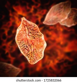 Fasciola Hepatica, Or Liver Fluke, 3D Illustration. A Parasitic Trematode Worm That Causes Fasciolosis, An Infection Of Liver