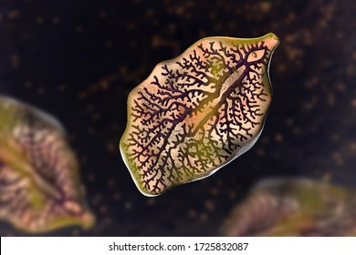 Fasciola Hepatica, Or Liver Fluke, 3D Illustration. A Parasitic Trematode Worm That Causes Fasciolosis, An Infection Of Liver