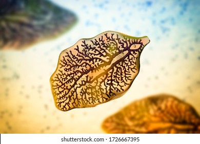 Fasciola Hepatica, Or Liver Fluke, 3D Illustration. A Parasitic Trematode Worm That Causes Fasciolosis, An Infection Of Liver