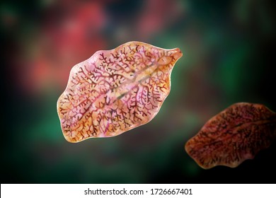 Fasciola Hepatica, Or Liver Fluke, 3D Illustration. A Parasitic Trematode Worm That Causes Fasciolosis, An Infection Of Liver