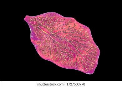 Fasciola Hepatica, Or Liver Fluke, 3D Illustration. A Parasitic Trematode Worm That Causes Fasciolosis, An Infection Of Liver