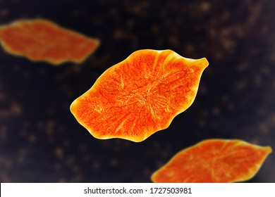 Fasciola Hepatica, Or Liver Fluke, 3D Illustration. A Parasitic Trematode Worm That Causes Fasciolosis, An Infection Of Liver