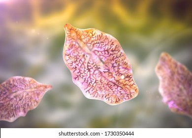 Fasciola Hepatica, Or Liver Fluke, 3D Illustration. A Parasitic Trematode Worm That Causes Fasciolosis, An Infection Of Liver